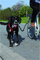Trixie Bikerset Fahrradhalterung Springer