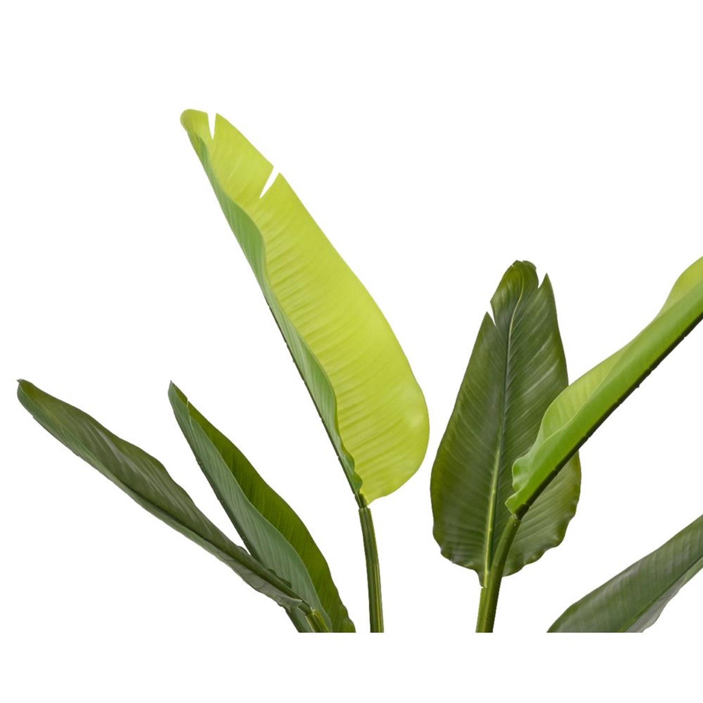 Decoris Kunstpflanze Strelitzia h90cm