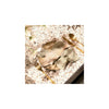 Countryfield Fisch weiß gewaschen L23B7,5H3,4cm