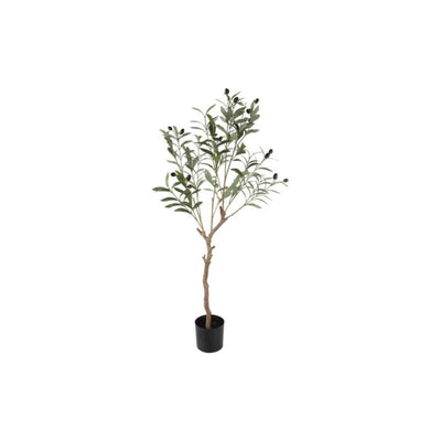 Countryfield Olivenbaum Olea europaea L 105cm