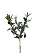 Roberts Collection künstlicher Zweig Olivenzweig 50 cm mit Olivgrün