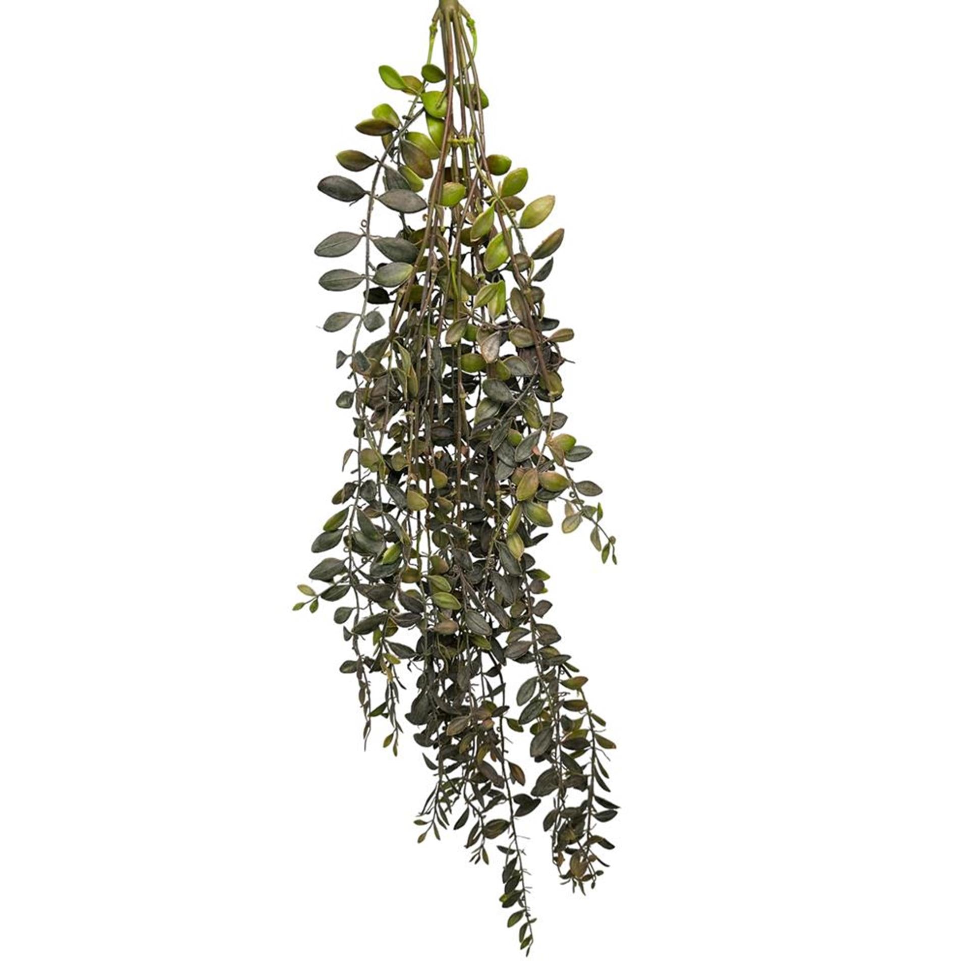 Roberts Collection künstliche Hängepflanze Dischidia Bordeaux 100 cm