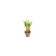 Countryfield Kunstblume im Topf Muscari weiß H28cm