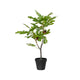 Decoris Feigenbaum im Topf 40x35xh60cm