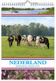 Comello Niederlande Monatskalender Kühe 2027