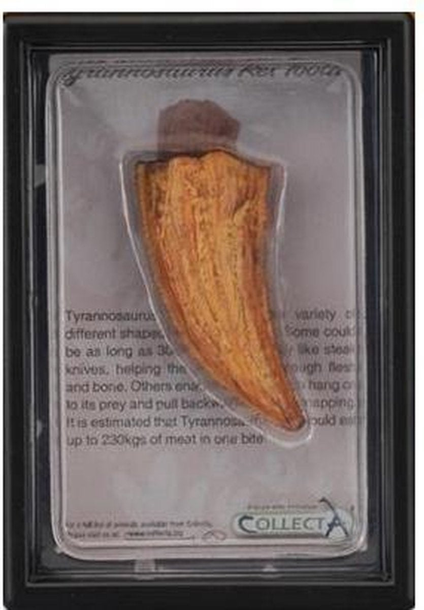 Collecta Figuren-Geschenkset – T-Rex-Zahn – Vorgeschichte – handbemalt – Miniatur