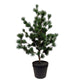 Roberts Collection Kunstbaum Zeder im Topf grau 80 cm