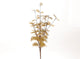 Hbx Natural Living Kunstzweig Euca Cinerea 40x25cm Gold