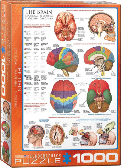 Eurographics – das Gehirn – 1000 Teile 48×68cm (B×H) – Puzzle