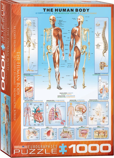 Eurographics - Der menschliche Körper - 1000 Teile 48×68cm (B×H) – Puzzle