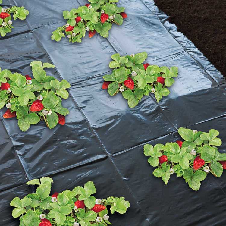 Nature Nature Native Folie für aw stern 1,4x20m 6030231
