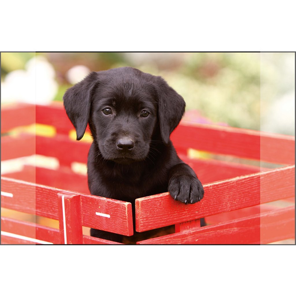 Känguro Desk Onderlegger Black Labrador PUP 38x58cm