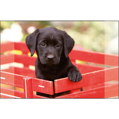 Känguro Desk Onderlegger Black Labrador PUP 38x58cm