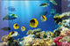 Kangaro k-0014d115 Schreibtischunterlage PP 38x58cm Design Aquarium