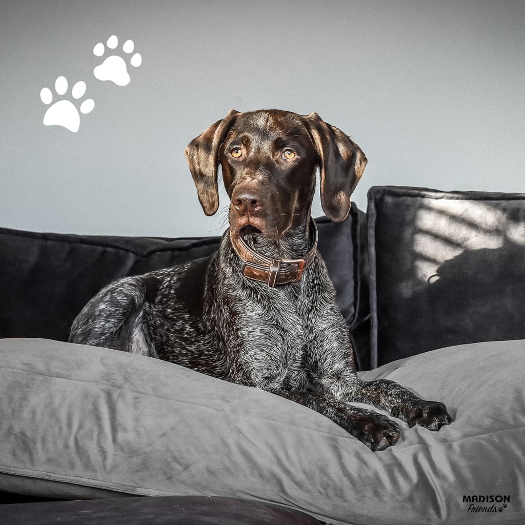 Madison Hundekissen Velvet 100x70x15 cm Grau