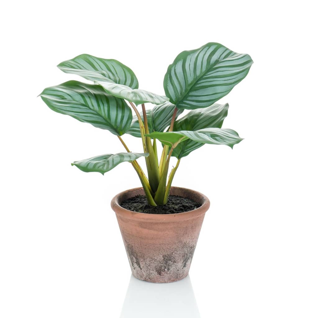 Emerald Smaragdkunstwerk in Topf Terra Calathea Orbifolia 32 cm