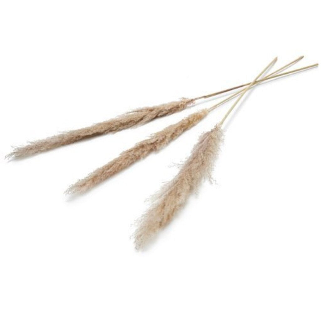 Pampas trockene Blume 150 cm Set 3 natürlicher