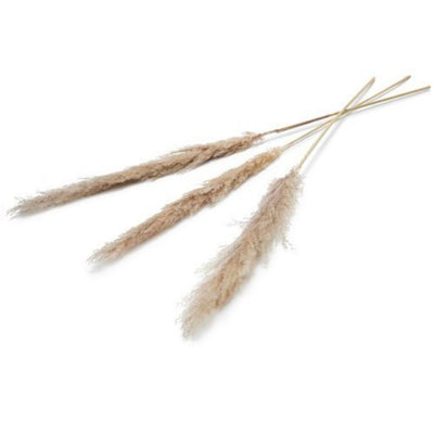 Pampas trockene Blume 150 cm Set 3 natürlicher