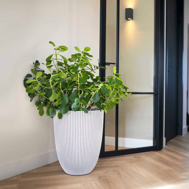 Capi Capi Blumenpot -Groove elegant 34x46 cm Elfenbeinfarbe