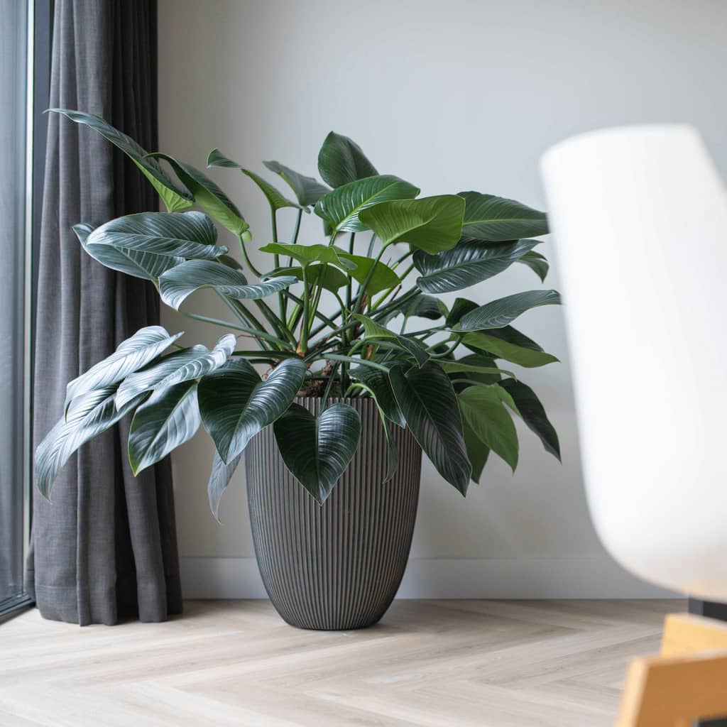 Capi Capi Flowerpot Groove Elegant 34x46 cm Anthrazit -gelöscht