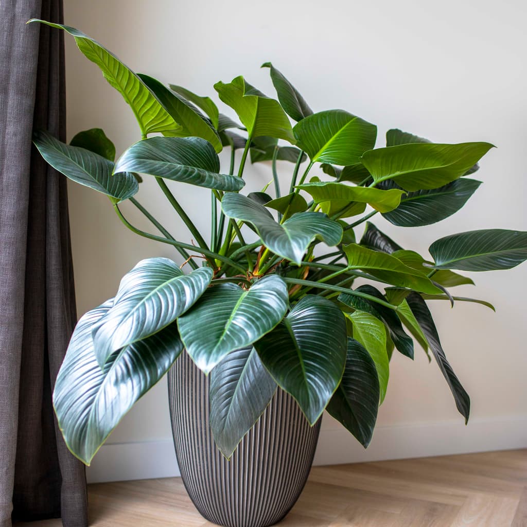 Capi Capi Flowerpot Groove Elegant 34x46 cm Anthrazit -gelöscht