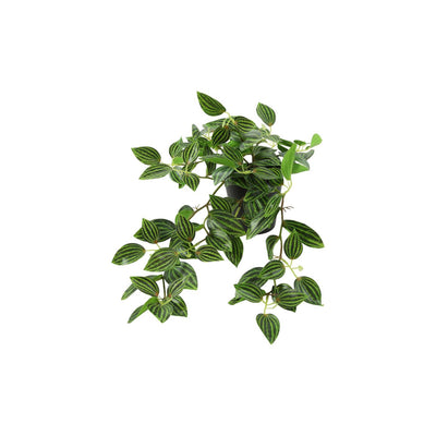 Countryfield Kunstpflanzenstecker hängend Peperomia grün