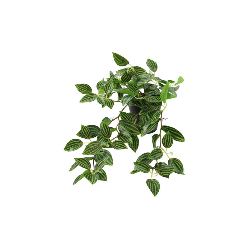 Countryfield Kunstpflanzenstecker hängend Peperomia grün