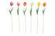 Countryfield Gartenstecker Tulipa h60cm