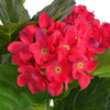 Vidaxl Art Hortensia Pflanze mit Topf 60 cm rot