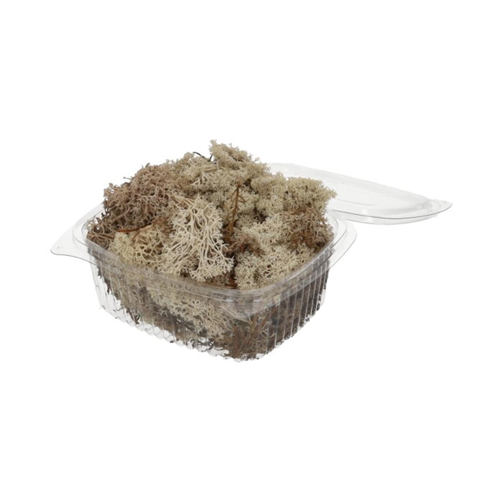 HBx natürliches lebendes Rentiermoos 50gr weiß