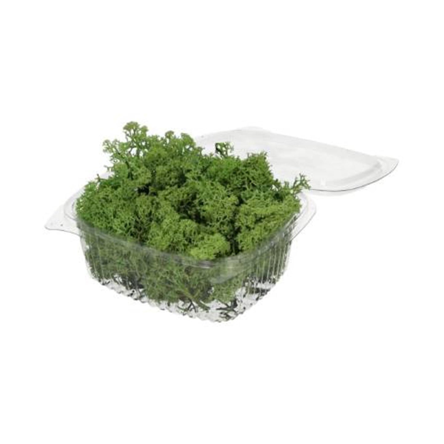 HBx natürliches lebendes Rentiermoos 50gr grün