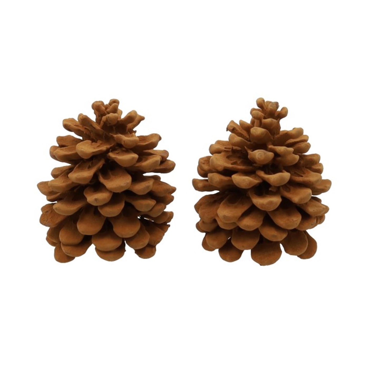 Hbx natürlicher Wohnduft Tannenzapfen Pinus Pinea Zimt