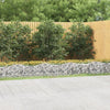 Vidaxl Schanskorf Gewölbe erhöhte 600x100x50 cm verzinktes Eisen