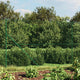 Vidaxl Gaashek mit Bodenanker 1,6x10 m Grün