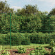 Vidaxl Drahtgitter FET mit Bodenanker 1,8 x 10 m Grün