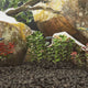 Vidaxl Lava Stones 25 kg 3-5 cm schwarz