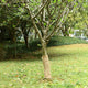 VidaXL Juterolle 200 g m² 0,5x10 m 100 % Jute