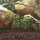 VidaXL Lavasteine 25 kg 3-5 cm rot