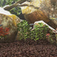 VidaXL Lavasteine 10 kg 5-8 cm rot