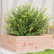 Vidaxl -Pflanzer Big 70x70x23 cm Solid Douglashout
