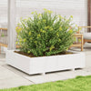VIDAXL -Pflanzer 100x100x26,5 cm Festkiefer weiß