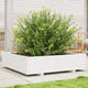 VIDAXL -Pflanzer 100x100x26,5 cm Festkiefer weiß