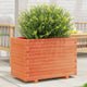VIDAXL -Planungsbox 70x40x49.5 cm Festkiefer Wäsche braun