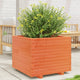 VIDAXL -Planungsbox 60x60x49.5 cm Festkiefer Wäsche braun