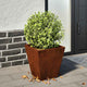 Vidaxl Pflanzer 2 ST 30x30x30 cm Wetterstahl