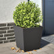 Vidaxl Pflanzer 2 ST 40x40x40 cm Stahlschwarz