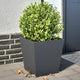 VIDAXL -Pflanzer 2 ST 40x40x40 cm Stahl Anthrazit -geläutet