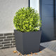 VIDAXL -Planungsbox 50x50x50 cm Stahl -Anthrazit -geläutet