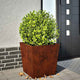 Vidaxl Pflanzer 2 ST 50x50x50 cm Wetterstahl