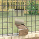 Vidaxl Kaninchenfutter Silber 12,5 x 26 x 28,5 cm verzinkter Stahl